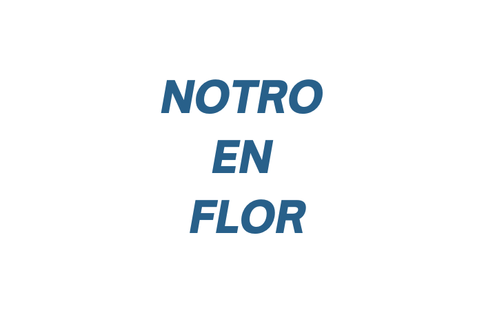 Notro En Flor